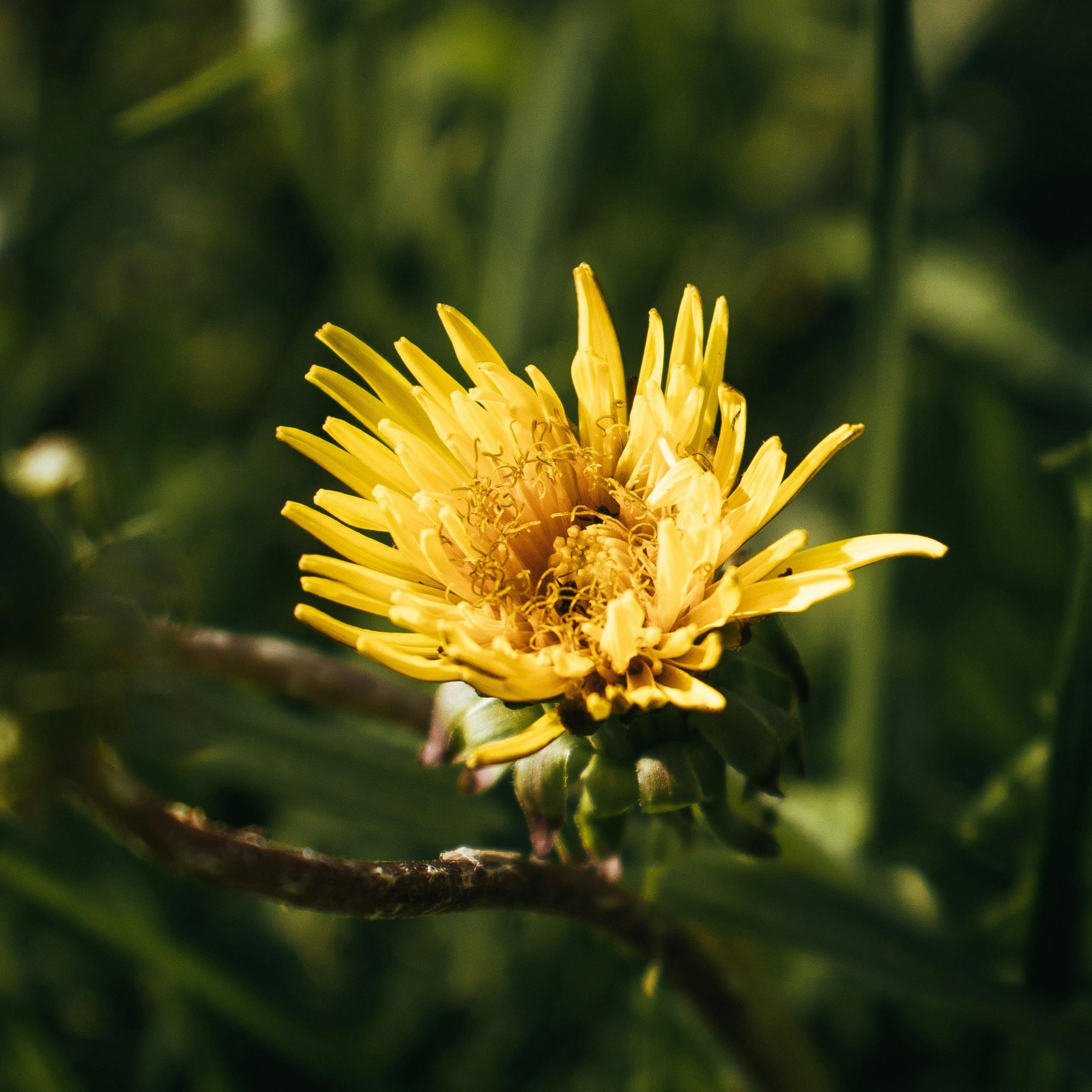 Why Chrysanthemum Is the Hero Ingredient of Moonbow