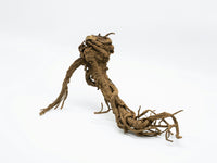 Licorice Root