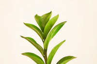 Tea Tree
