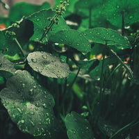 Centella