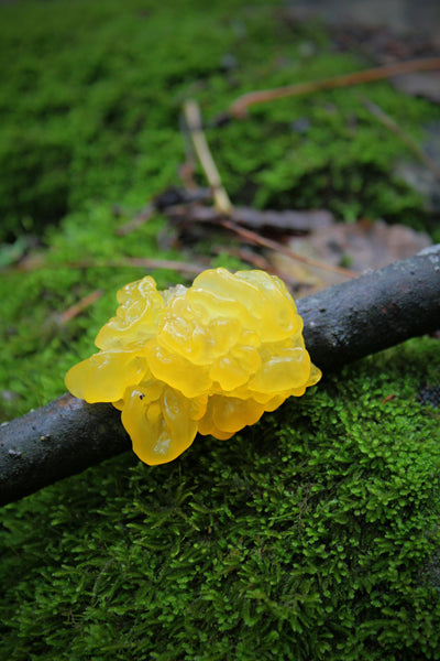 Tremella