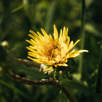 Chrysanthemum