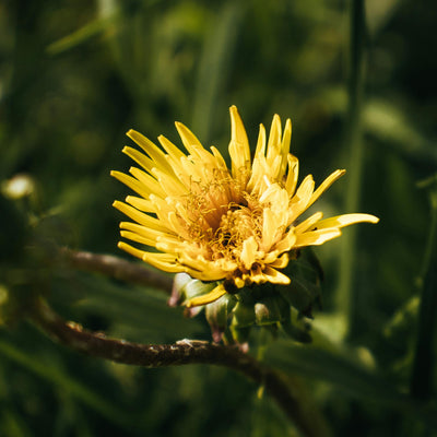 Chrysanthemum