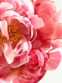 Peony Root