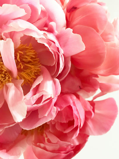 Peony Root