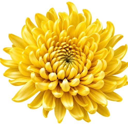 Golden chrysanthemum flower